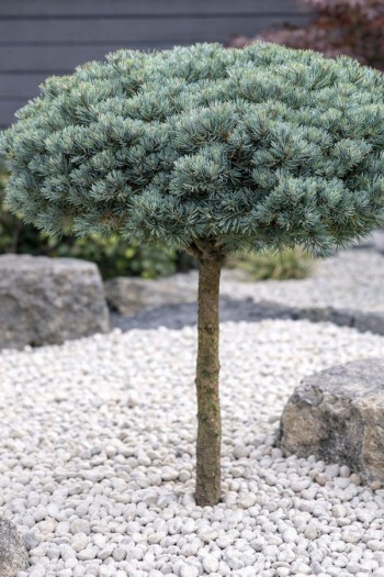 Сосна дрібноквіткова японська Кін-По/Кінпо|Pinus parviflora `Kinpo`|Сосна мелкоцветная японская Кин-По/Кинпо